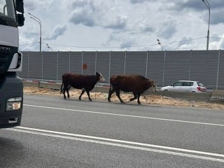 Неподалеку от Дзержинского заметили двух коров, идущих по дороге в Москву