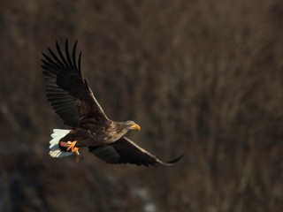 Более 200 видов птиц насчитали наблюдатели за пернатыми в Лотошино