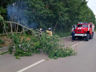 Спасатели освободили дорогу от упавшего дерева возле Нового Ступина