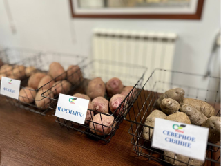 Экзотические сорта озерского картофеля оценили в Минсельхозе Подмосковья