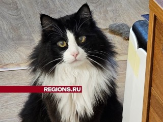 Луховичане могут записаться к ветеринару через региональный портал Госуслуг
