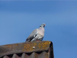 Краснокнижную птицу заметили в поселке Снегири