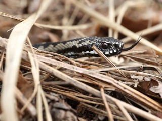 Как понять, что вас укусила гадюка, и что с этим делать