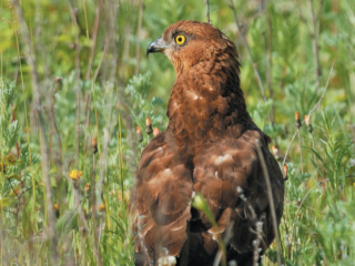 Жители Бронницкого округа могут полюбоваться редкими краснокнижными птицами