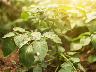 Продавец из Красногорска превратил газон во дворе жилого дома в картофельное поле