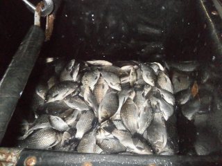 В Бельское озеро выпустили новую популяцию рыб