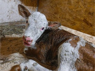 Пополнение к празднику: на ферме Олега Сироты корова по кличке Россия родила теленка Истру