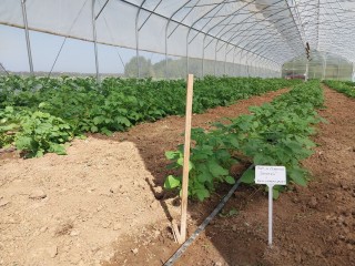 Коломенскую картошку будут выращивать на Камчатке