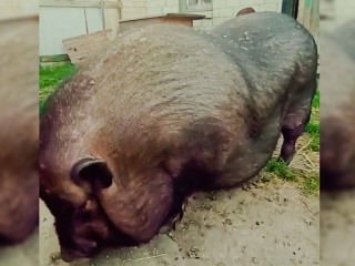 Гигантскую свинью выкормили хозяева за пять лет в деревне Новофрязино