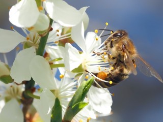 Берегите пчел: поля в Шаховской обработают пестицидами