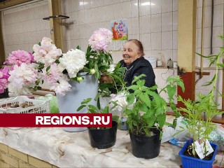 Садоводы Солнечногорска могут бесплатно торговать урожаем на Центральном рынке