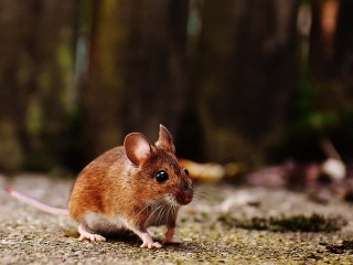 Куда обращаться, если в доме завелись грызуны и клопы