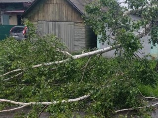 Спасатели в Волоколамске убрали с дороги поваленное ураганом дерево