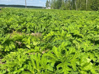 Как удалить борщевик на участке. Как вывести борщевик на участке навсегда. Борщевик сосновского корень. Уничтожить борщевик на участке навсегда. Уничтожение борщевика сосновского.