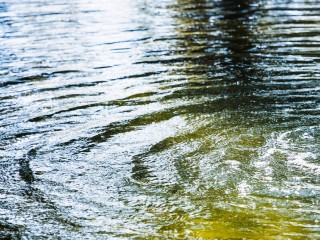 Массовая гибель рыбы и бобра в реке Воря вызвала беспокойство у очевидцев
