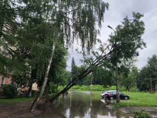 Штормовой ветер повалил десятки деревьев на улицах Коломны