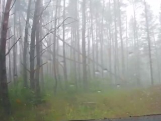 Буйство урагана «Эдгар» в раменском лесу сняли на видео