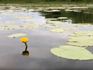 Краснокнижные цветы появились на водоемах Ступина