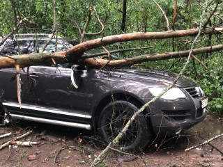 Одним ударом: дорогостоящие автомобили повреждены упавшим деревом