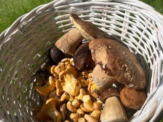 Лисички, сыроежки и белые: жители нашли на севере Подмосковья грибной рай