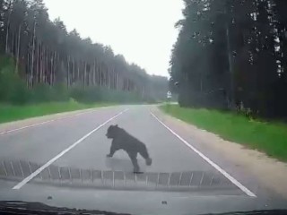 На дороге в сторону Кимр сбили медвежонка