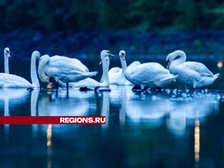 На Малаховское озеро в Люберцах вернулись лебеди