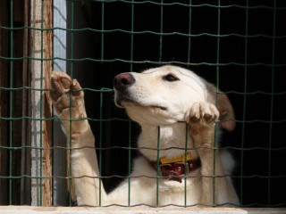 Финансовые трудности начались у краснознаменского приюта для собак