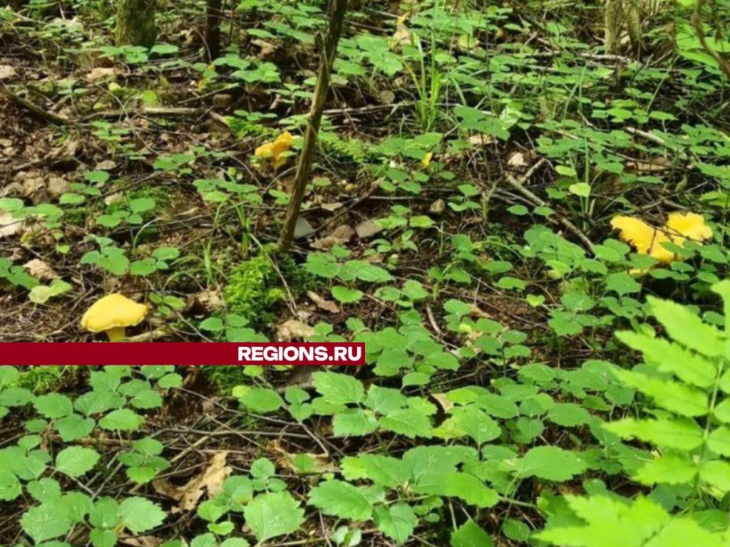 Они повсюду: житель Люберец набрал семь килограммов лисичек на одной поляне