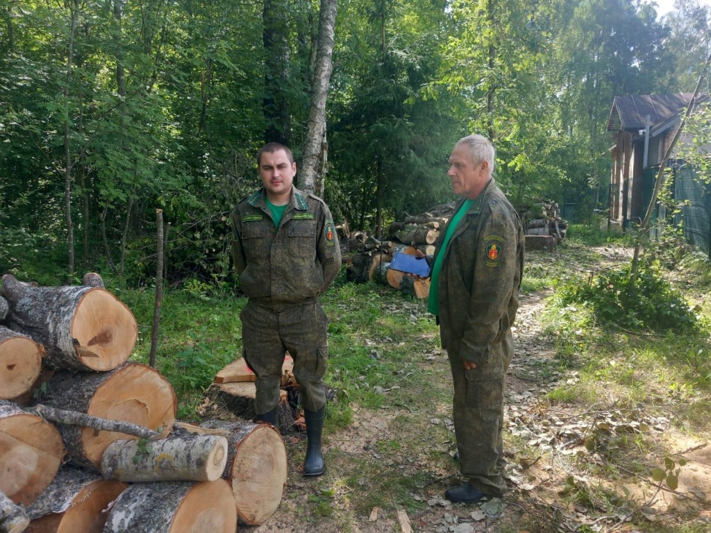 Более 200 аварийных деревьев вырубили в Волоколамском филиале «Мособллеса»