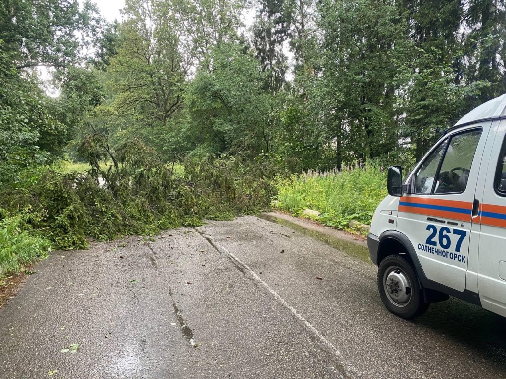 В Солнечногорске спасатели убрали упавшее дерево с дороги | REGIONS.RU /  Солнечногорск