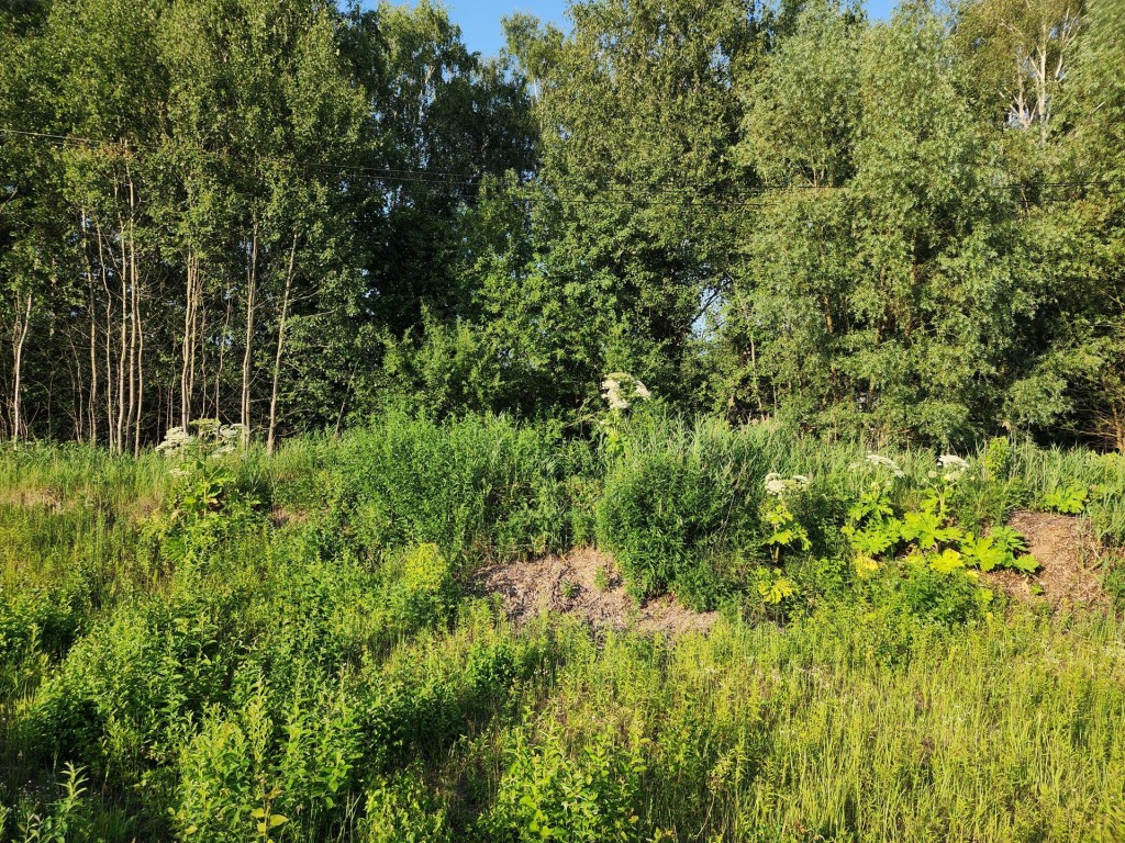 Борщевик Сосновского уничтожат в Богородском округе в три этапа