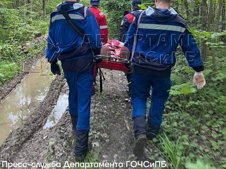 В Москве завершены поиски женщины, которая потерялась в лесном массиве ТиНАО