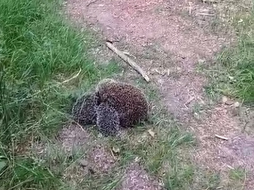 В черноголовском лесу местная жительница сняла видео большого семейства ежей