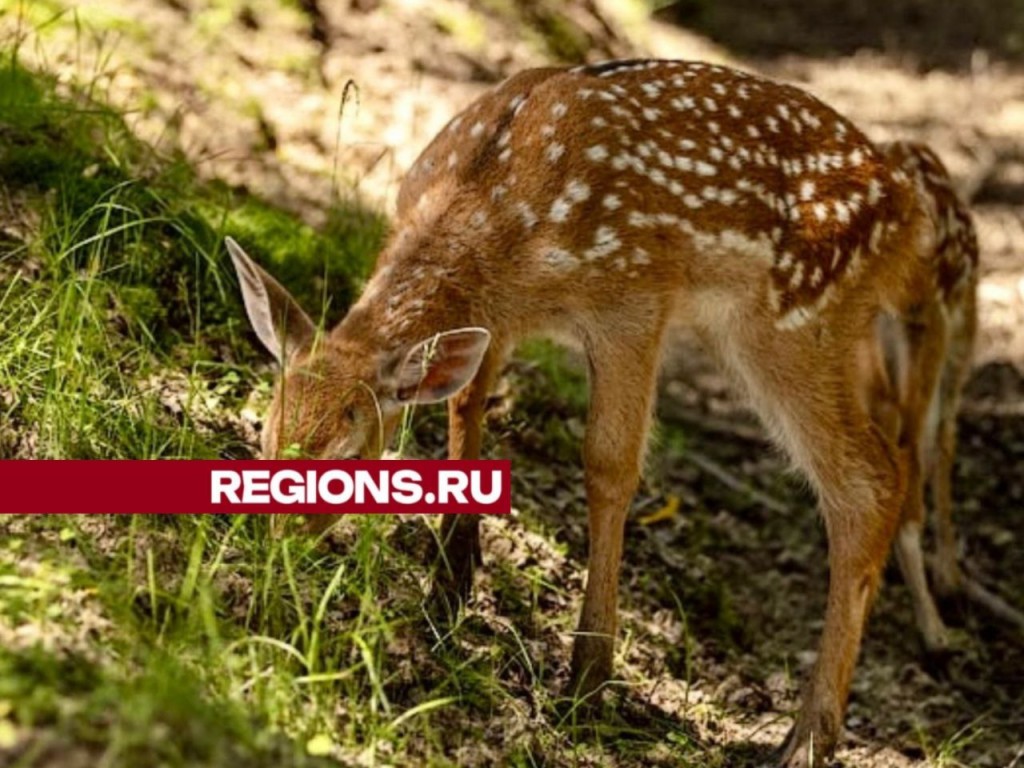 Редкие оленята-близнецы появились на свет в усадьбе Веретьево под Талдомом