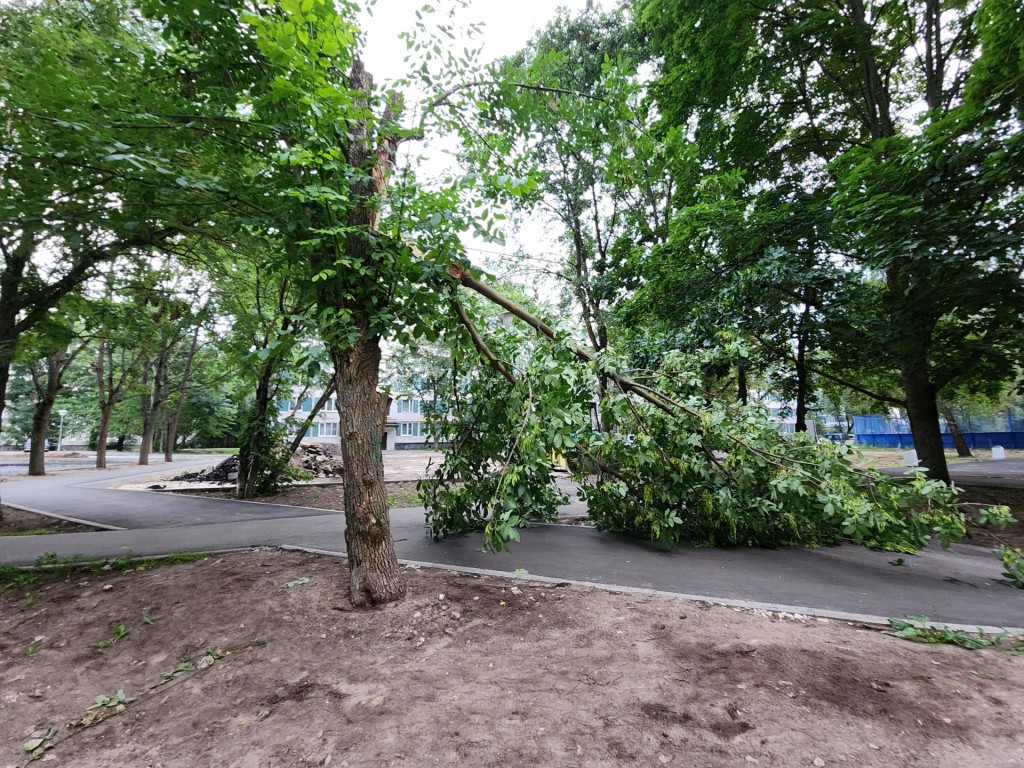 Опасно надломившееся дерево убрали на улице Лесной в течение часа