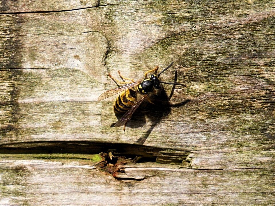 Пенсионер скончался в СНТ Истры из-за укуса осы в глаз