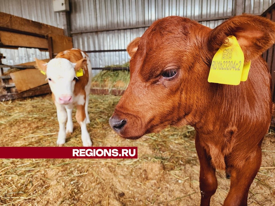 Подольские селекционеры получили потомство от бычьего семени, замороженного полвека назад