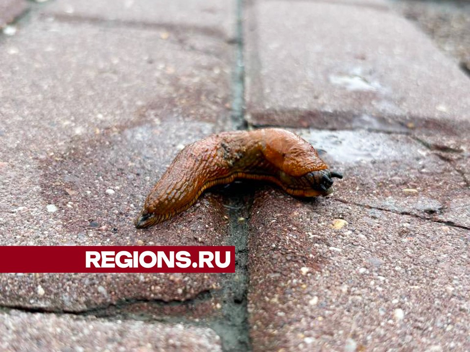 Берегите урожай: испанские слизни замечены в Солнечногорске