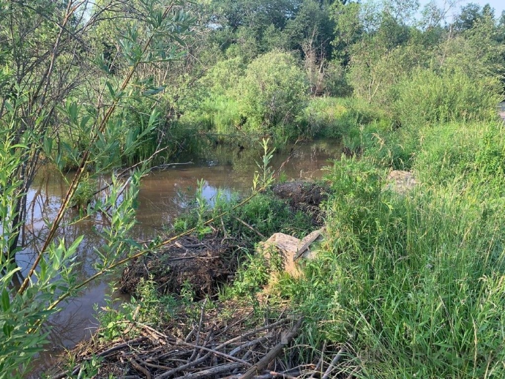 В деревне под Волоколамском размыло дорогу из-за бобров | REGIONS.RU /  Волоколамск