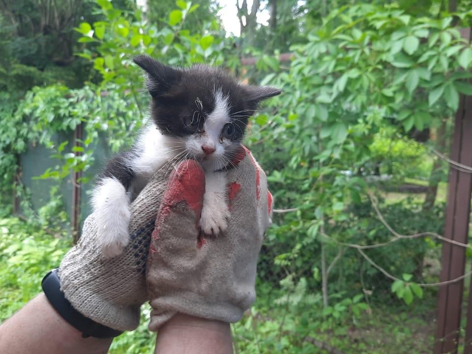 Потребовалась бензопила: спасатели в Золотилово освободили котенка, застрявшего в старой душевой