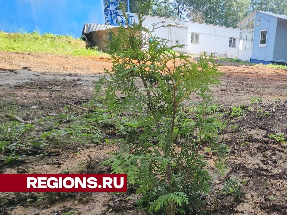 Живую изгородь из туй посадили в Центральном парке Лобни