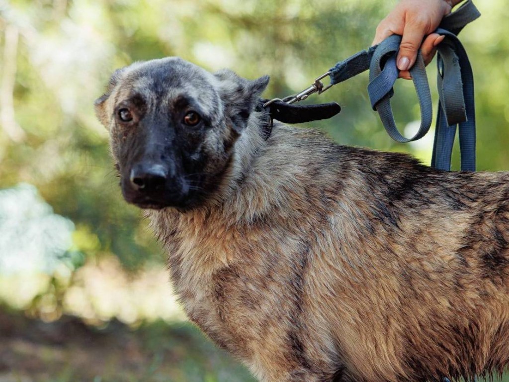 В поселке Пригородный шестнадцать собак в заброшенной передержке нуждаются в помощи