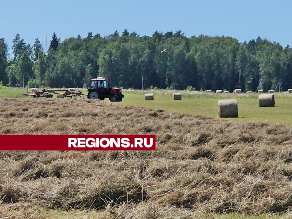 Рекордный урожай сена соберут в агрокомплексе «Туровский» этим летом |  REGIONS.RU / Серпухов