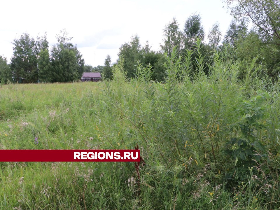 В Серково по просьбе долгожительницы скосят траву по пути до автобусной остановки