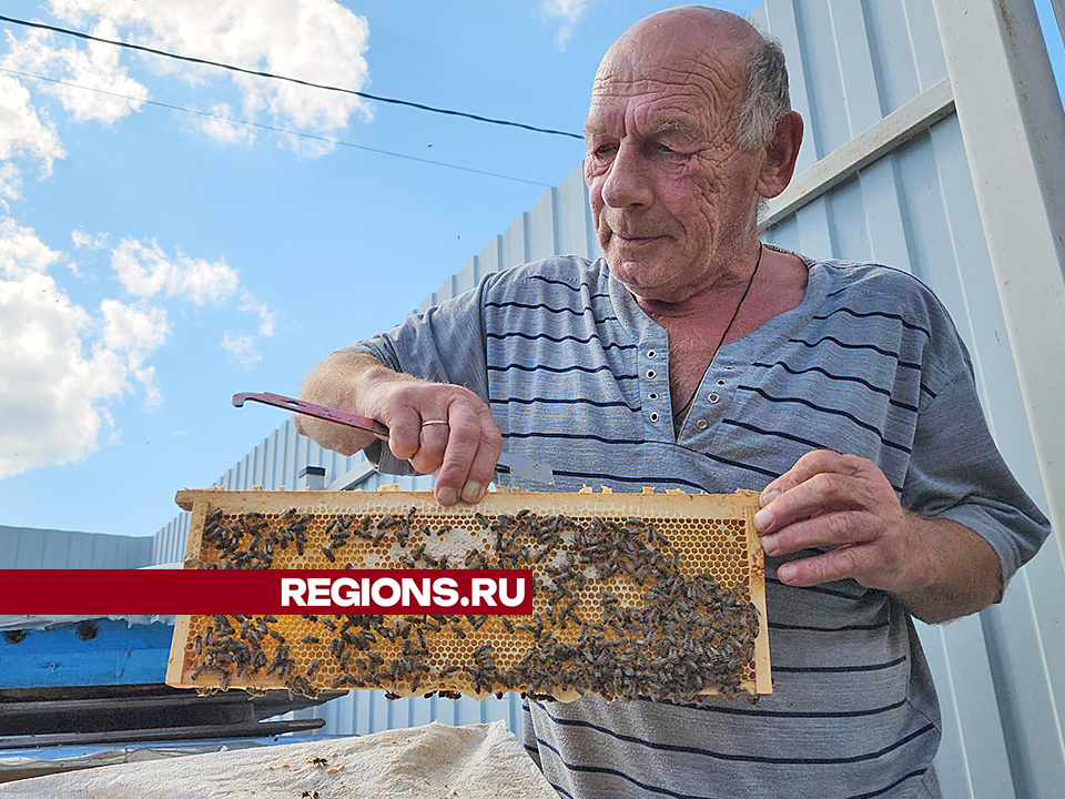 Пасечники в Ступине начали собирать первый мед