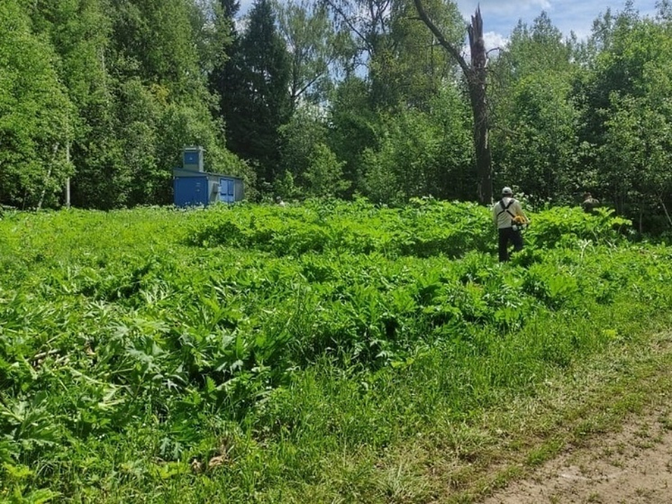 Сотрудники «Русского леса» уничтожили борщевик на 244 гектарах в Серпухове