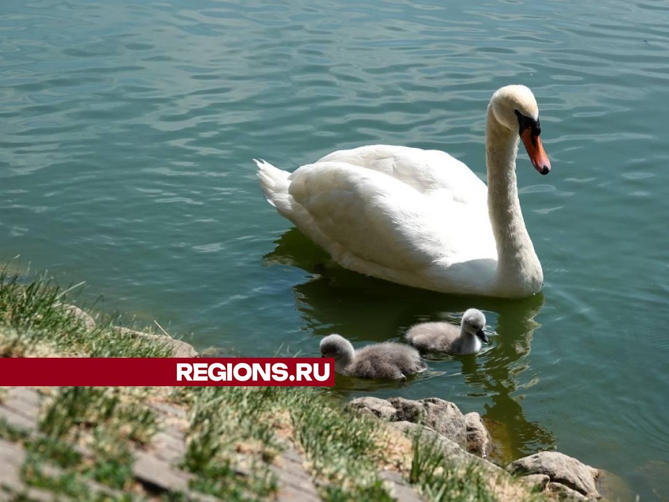 Исчез один из птенцов пары лебедей с Белого пруда в Сергиевом Посаде