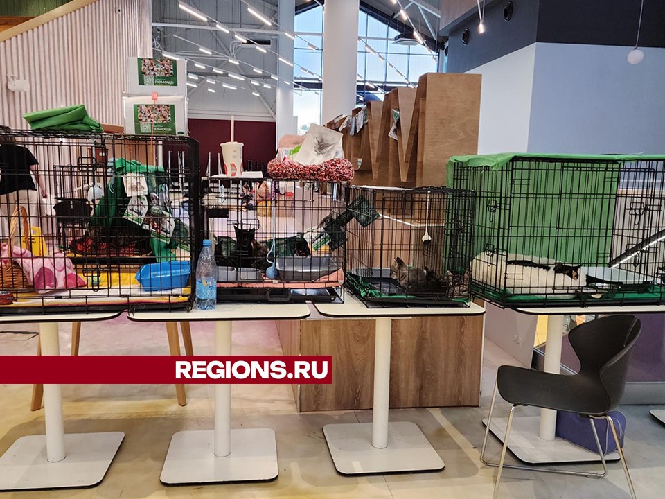 Животные из Якутска впервые искали себе новых хозяев в Пушкинском округе