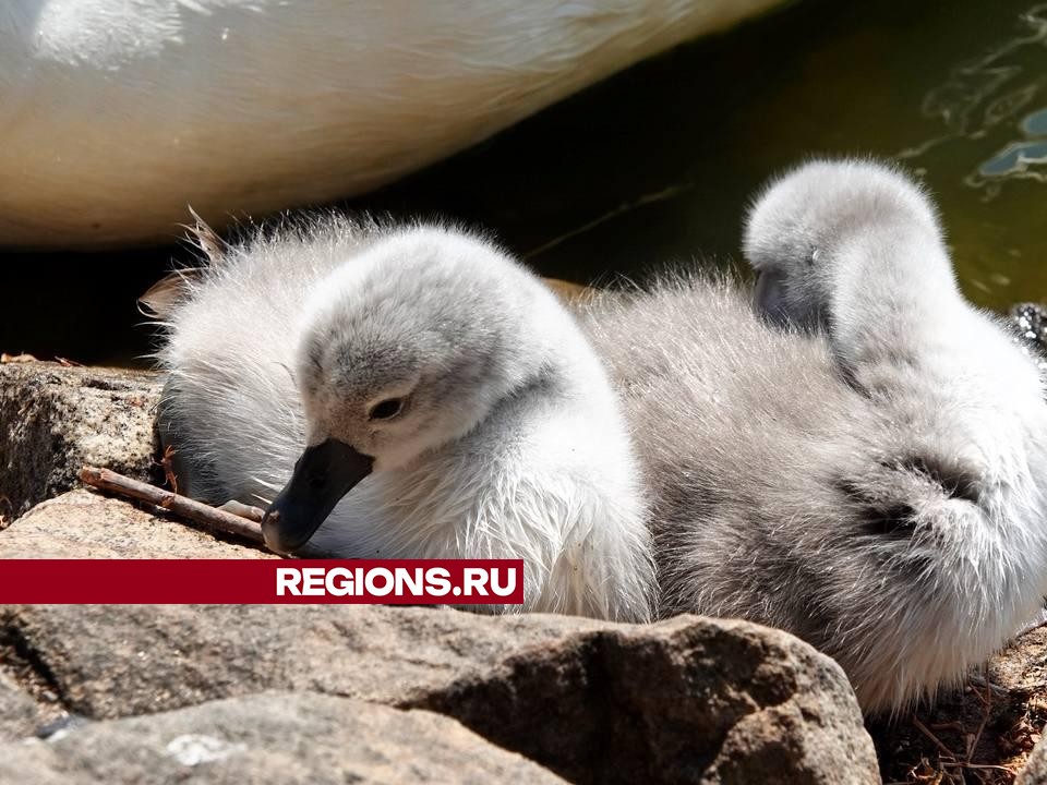 Долгожданные малыши появились у пары лебедей на Белом пруду в Сергиевом Посаде