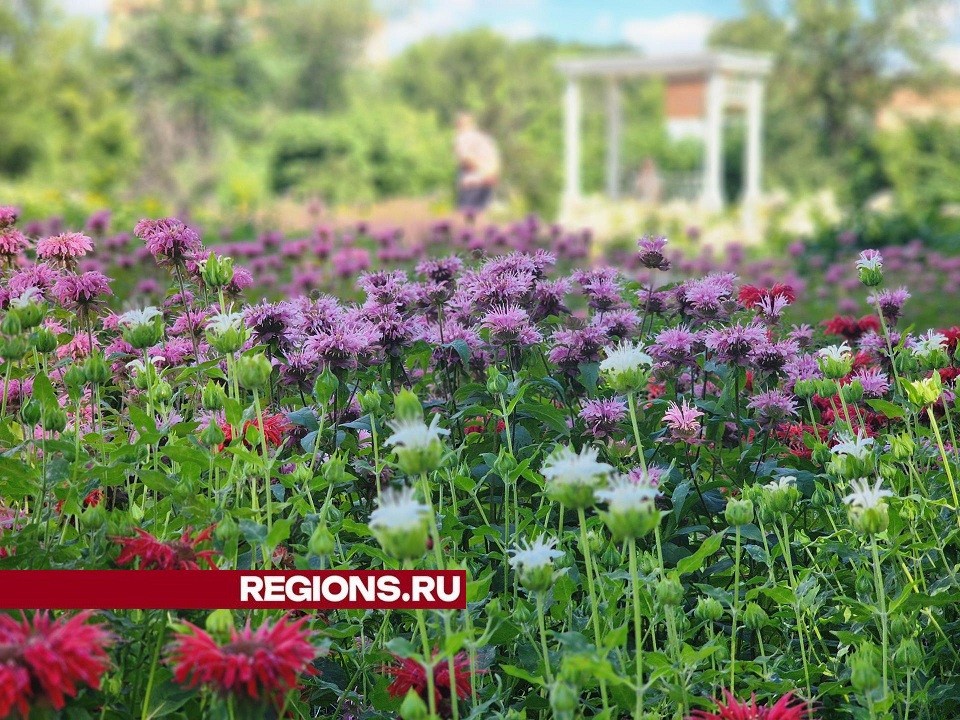 Монарды, розы и эхинацея расцвели в аптекарском огороде усадьбы Кривякино